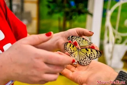 Butterfly Garden на ENEA - Москва разходки, музеи