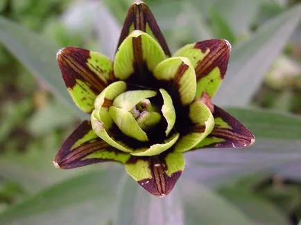 imperialis Fritillaria la cabana lor de vară