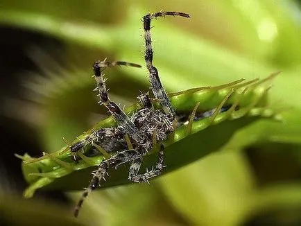 Росянка, мухоловка, Nepenthes, сарацения - хищни растения