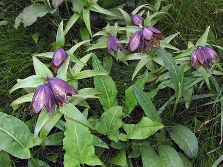 imperialis Fritillaria la cabana lor de vară