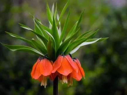 imperialis Fritillaria la cabana lor de vară