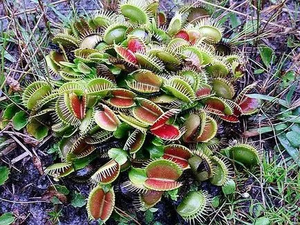 Росянка, мухоловка, Nepenthes, сарацения - хищни растения