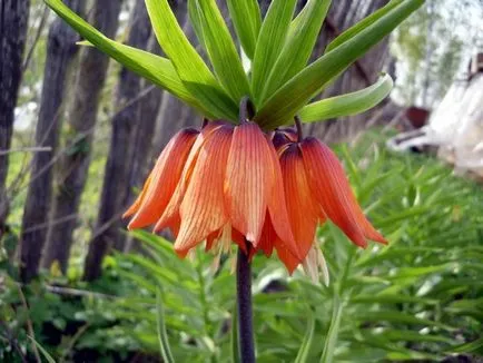 Fritillaria imperialis saját nyaraló