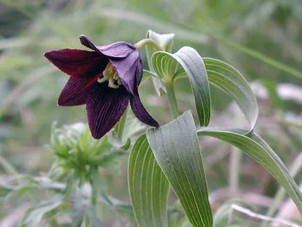 imperialis Fritillaria la cabana lor de vară