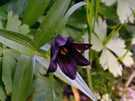 imperialis Fritillaria la cabana lor de vară