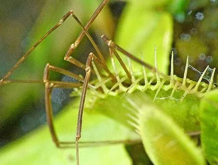 Sundew, Flycatcher, Nepenthes, Sarracenia - plante carnivore