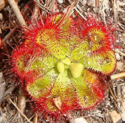 Sundew, Flycatcher, Nepenthes, Sarracenia - plante carnivore