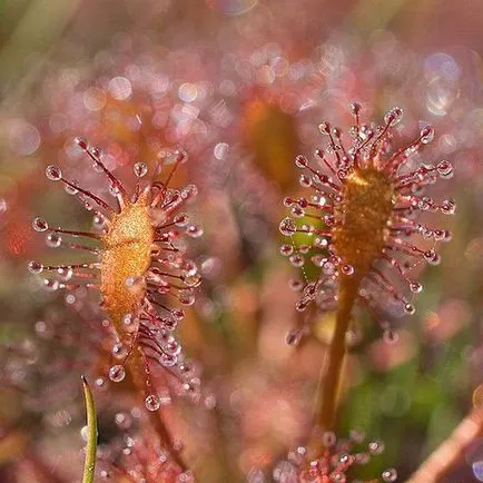 Sundew, Flycatcher, Nepenthes, Sarracenia - plante carnivore