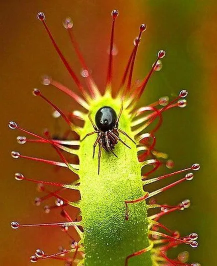 Росянка, мухоловка, Nepenthes, сарацения - хищни растения