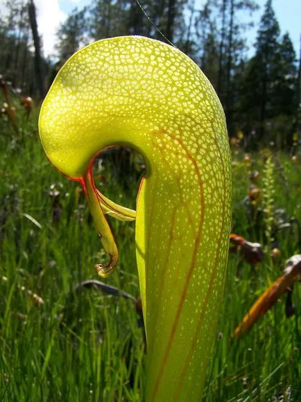 Sundew, Flycatcher, Nepenthes, Sarracenia - plante carnivore