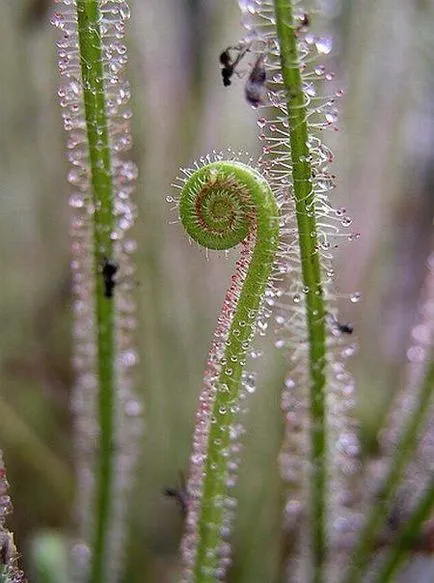 Sundew, Flycatcher, Nepenthes, Sarracenia - plante carnivore