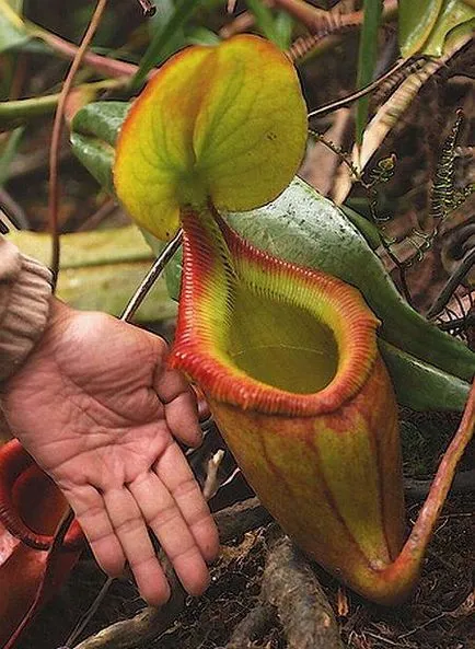 Sundew, Flycatcher, Nepenthes, Sarracenia - plante carnivore