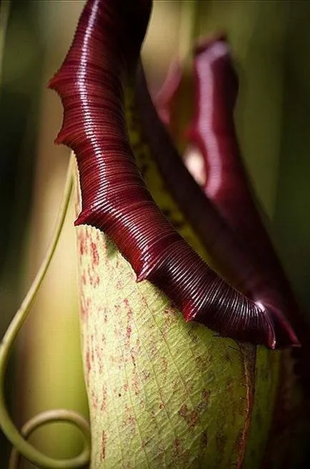 Sundew, Flycatcher, Nepenthes, Sarracenia - plante carnivore