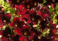 Salpiglossis интересни сортове със снимка, отглеждане на семена, грижи