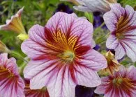 Salpiglossis интересни сортове със снимка, отглеждане на семена, грижи