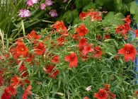 Salpiglossis интересни сортове със снимка, отглеждане на семена, грижи