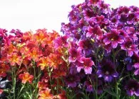 Salpiglossis интересни сортове със снимка, отглеждане на семена, грижи