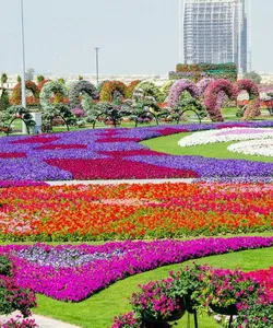 A legnagyobb virág park Dubai „Miracle gardden”, hol és hogyan lehet eljutni