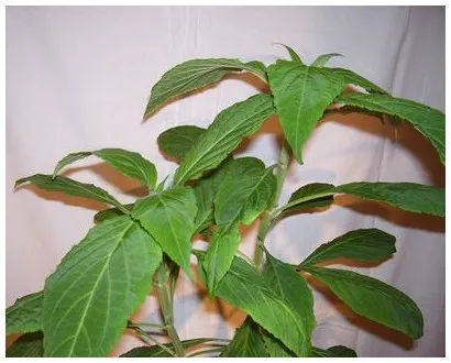 Cultivarea Salvia divinorum - agrobusiness - site-ul gazdă