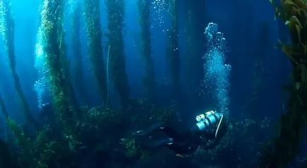 Cele mai uimitoare și incredibile lucruri care pot fi găsite sub apă