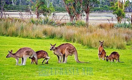 Cel mai misterios animal Australia