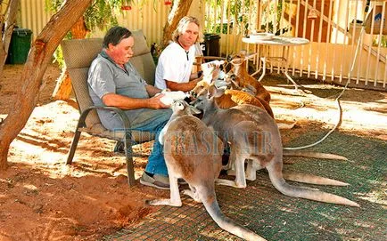 Cel mai misterios animal Australia