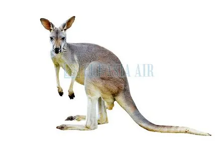 Cel mai misterios animal Australia