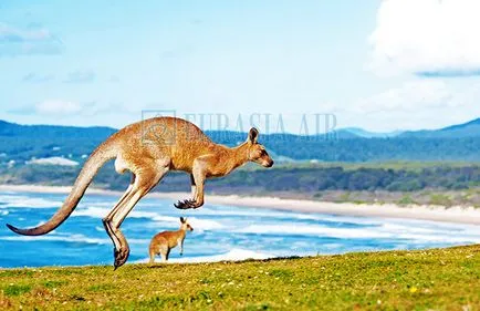 Cel mai misterios animal Australia