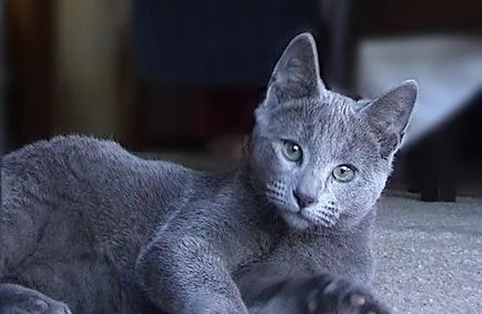 Samye egzotikus és drága fajta macskák a világ