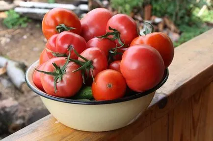 Cele mai multe soiuri de tomate pentru randament sere care să aleagă, cum pentru a obține o recoltă bună, foto, video