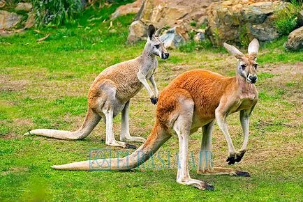 Cel mai misterios animal Australia