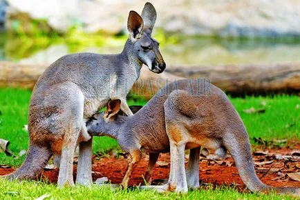 Cel mai misterios animal Australia