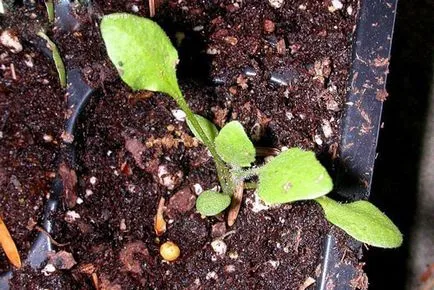 Salpiglossis érdekes fajták, fényképes termesztése magvak, gondoskodás