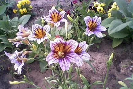 Salpiglossis интересни сортове със снимка, отглеждане на семена, грижи