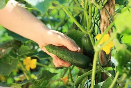 Самоопрашат сортове краставици оранжерии за преглед