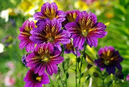 plantare salpiglossis și de îngrijire, specii și varietăți, fotografii