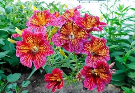 plantare salpiglossis și de îngrijire, specii și varietăți, fotografii