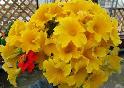 plantare salpiglossis și de îngrijire, specii și varietăți, fotografii