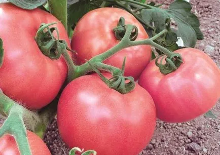 Cele mai multe soiuri de tomate pentru randament sere care să aleagă, cum pentru a obține o recoltă bună, foto, video