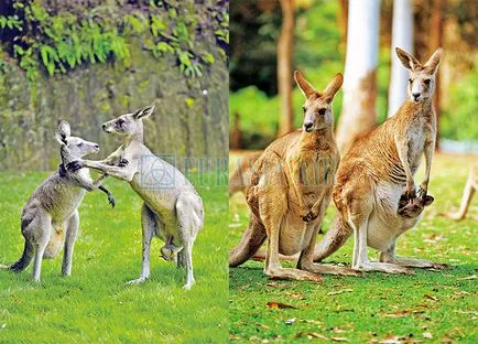 Cel mai misterios animal Australia