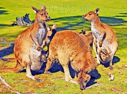 Cel mai misterios animal Australia