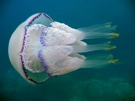 Най-отровни и опасни Черно море медузи - медузи Rhizostoma (rhizostoma pulmo) и медузи Aurelia