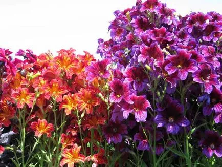 plantare salpiglossis și de îngrijire, specii și varietăți, fotografii