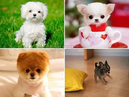 A legtöbb kis kutyák Top - 10 népszerű fotó
