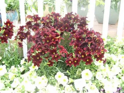 Salpiglossis засаждане и грижи, видове и разновидности, снимки