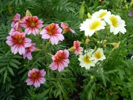 plantare salpiglossis și de îngrijire, specii și varietăți, fotografii