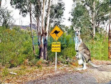 Cel mai misterios animal Australia