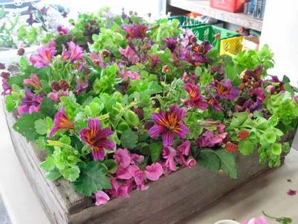 Salpiglossis засаждане и грижи, видове и разновидности, снимки