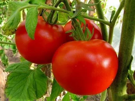 Най-популярни неопределени сортове домати, особено нарастващите