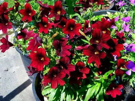 plantare salpiglossis și de îngrijire, specii și varietăți, fotografii